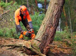 Reliable Vernon, AL Tree Services Solutions