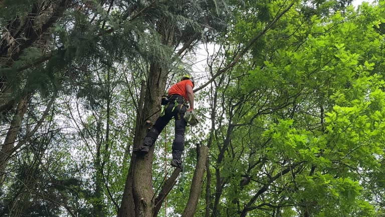 Seasonal Cleanup (Spring/Fall) in Vernon, AL