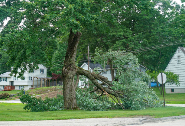 Why Choose Our Tree Removal Services in Vernon, AL?